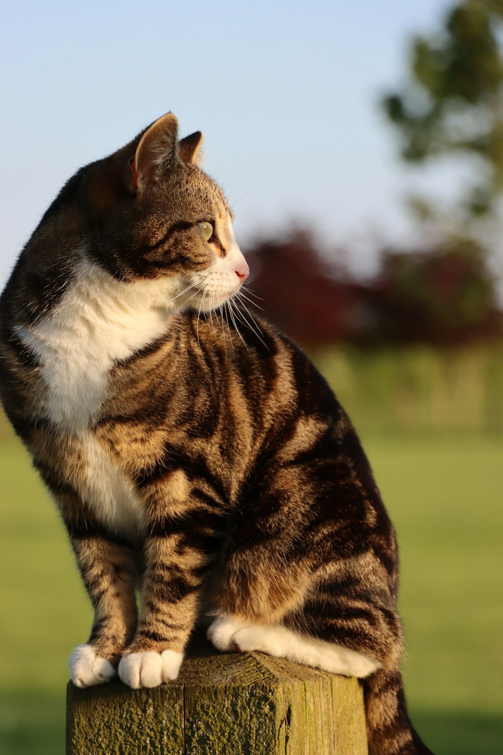 brown and white tabby cat on green grass during daytime