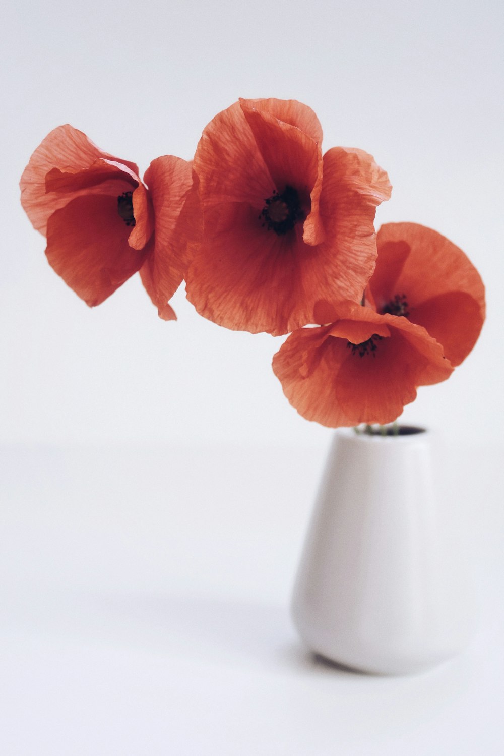 orange flower in white ceramic vase