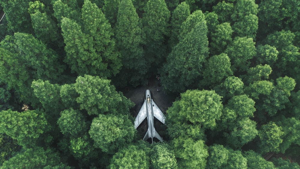 green trees and white building