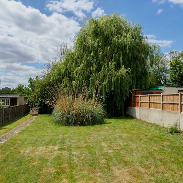 green trees near brown wooden fence during daytime