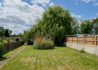 green trees near brown wooden fence during daytime