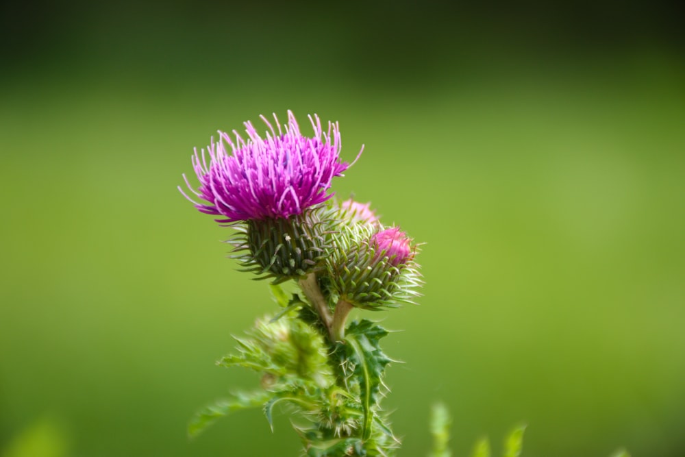 purple flower in tilt shift lens