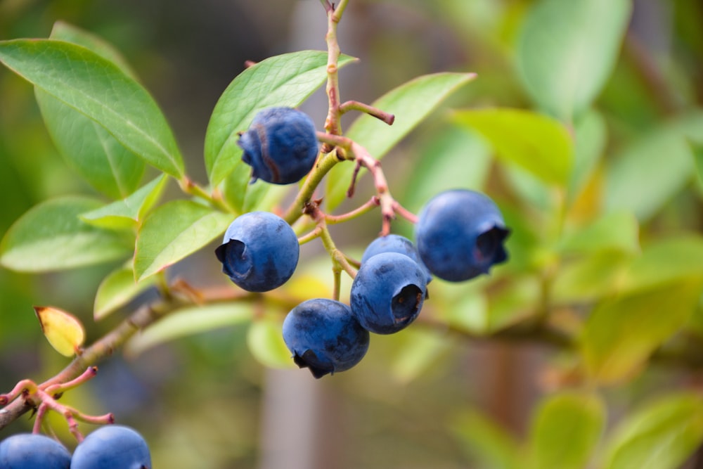 blaue runde Frucht auf grünem Blatt