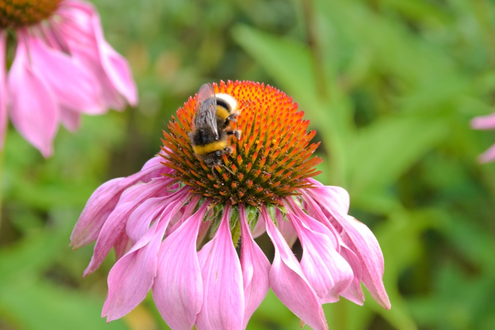 pink and yellow flower in tilt shift lens