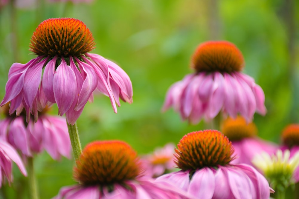 pink and white flower in tilt shift lens