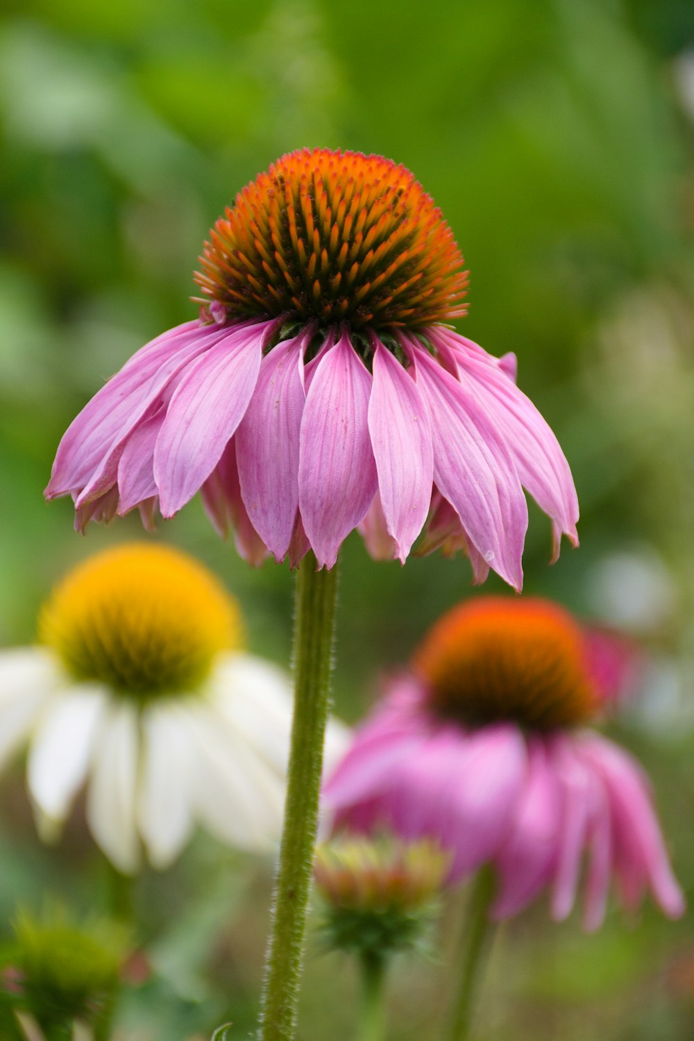 pink and white flower in tilt shift lens