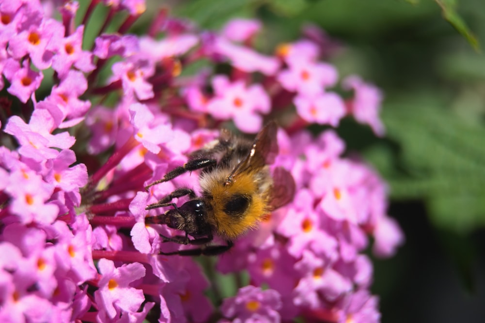 Schwarze und gelbe Biene auf rosa Blume