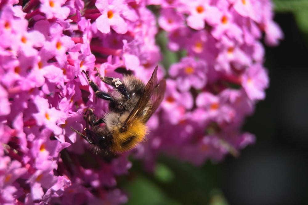 Schwarze und gelbe Biene auf lila Blume