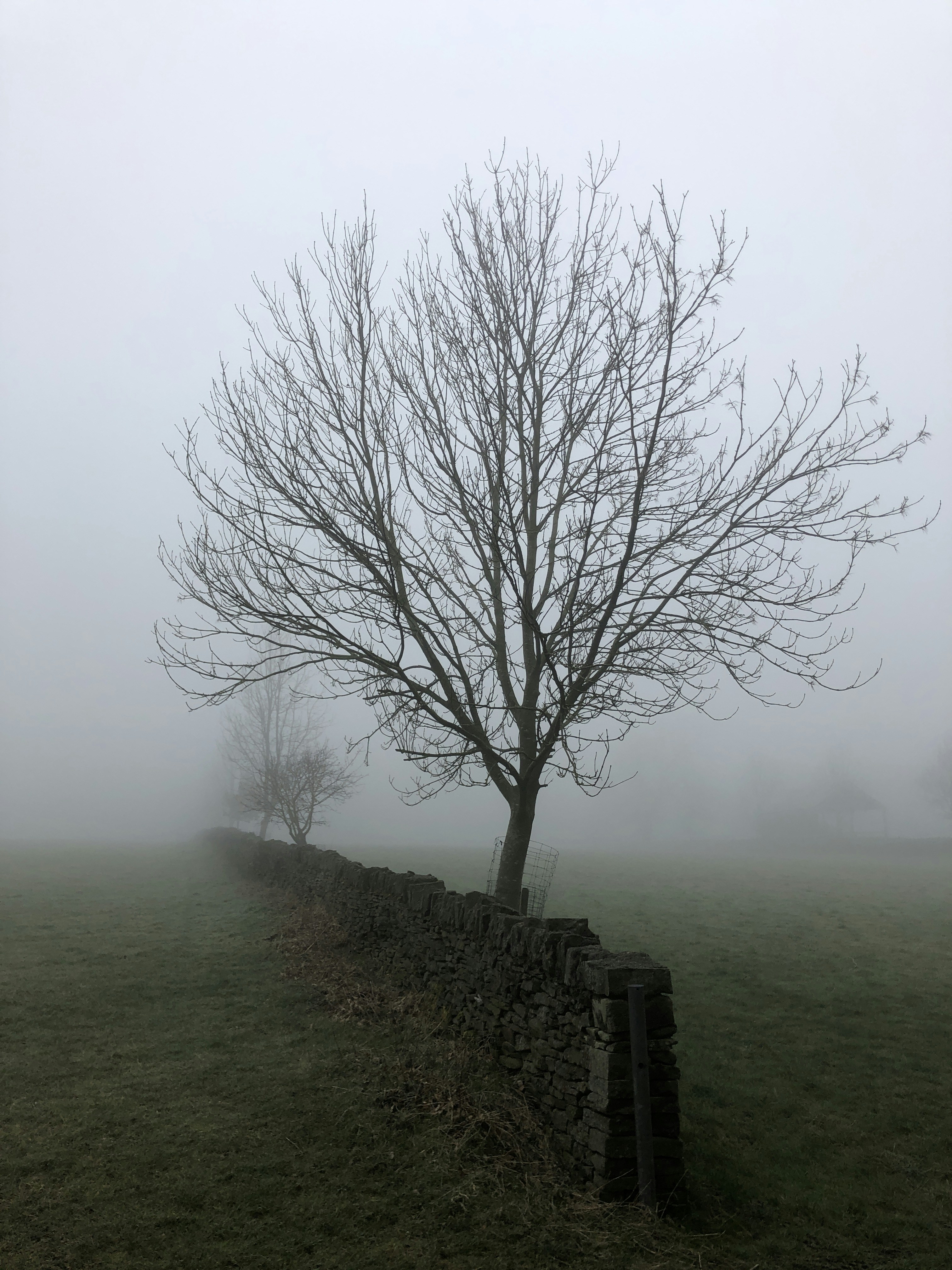 bare tree on green grass field during foggy day