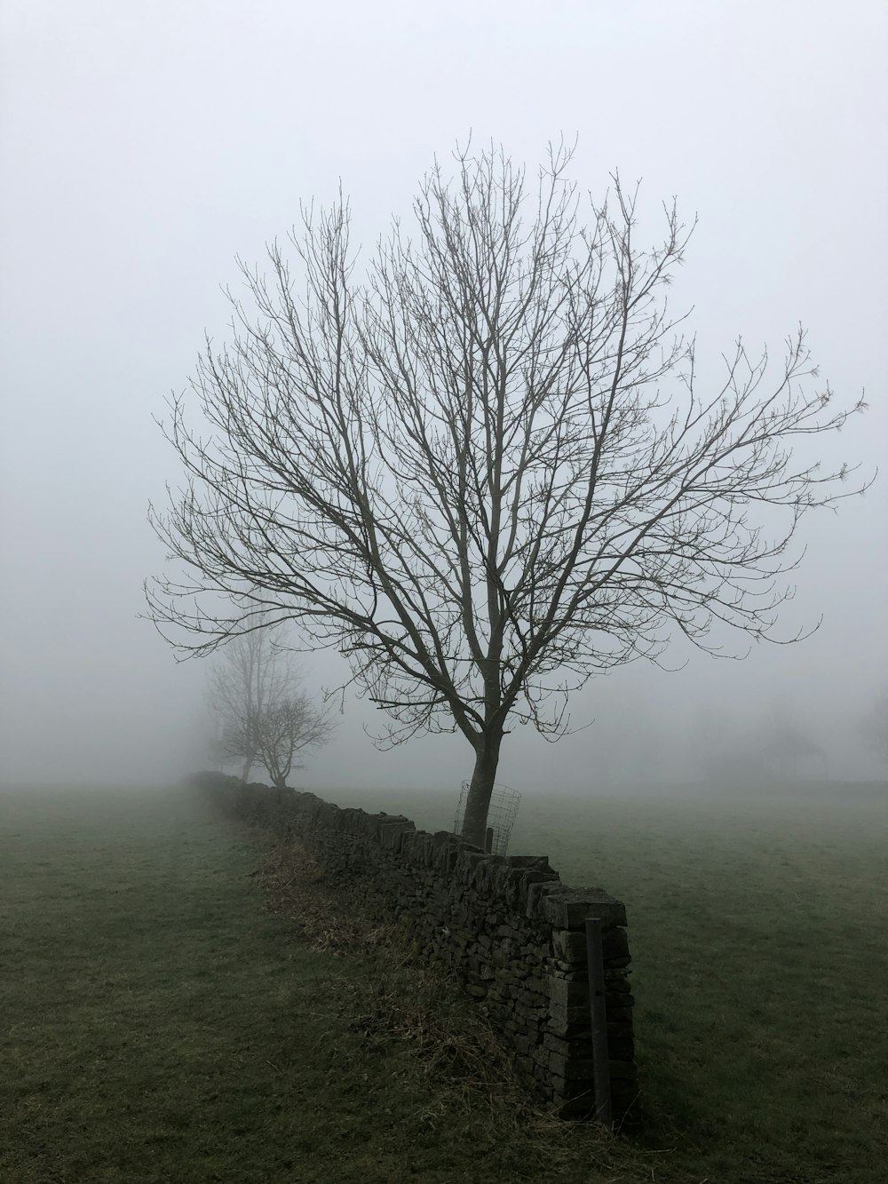 bare tree on green grass field during foggy day