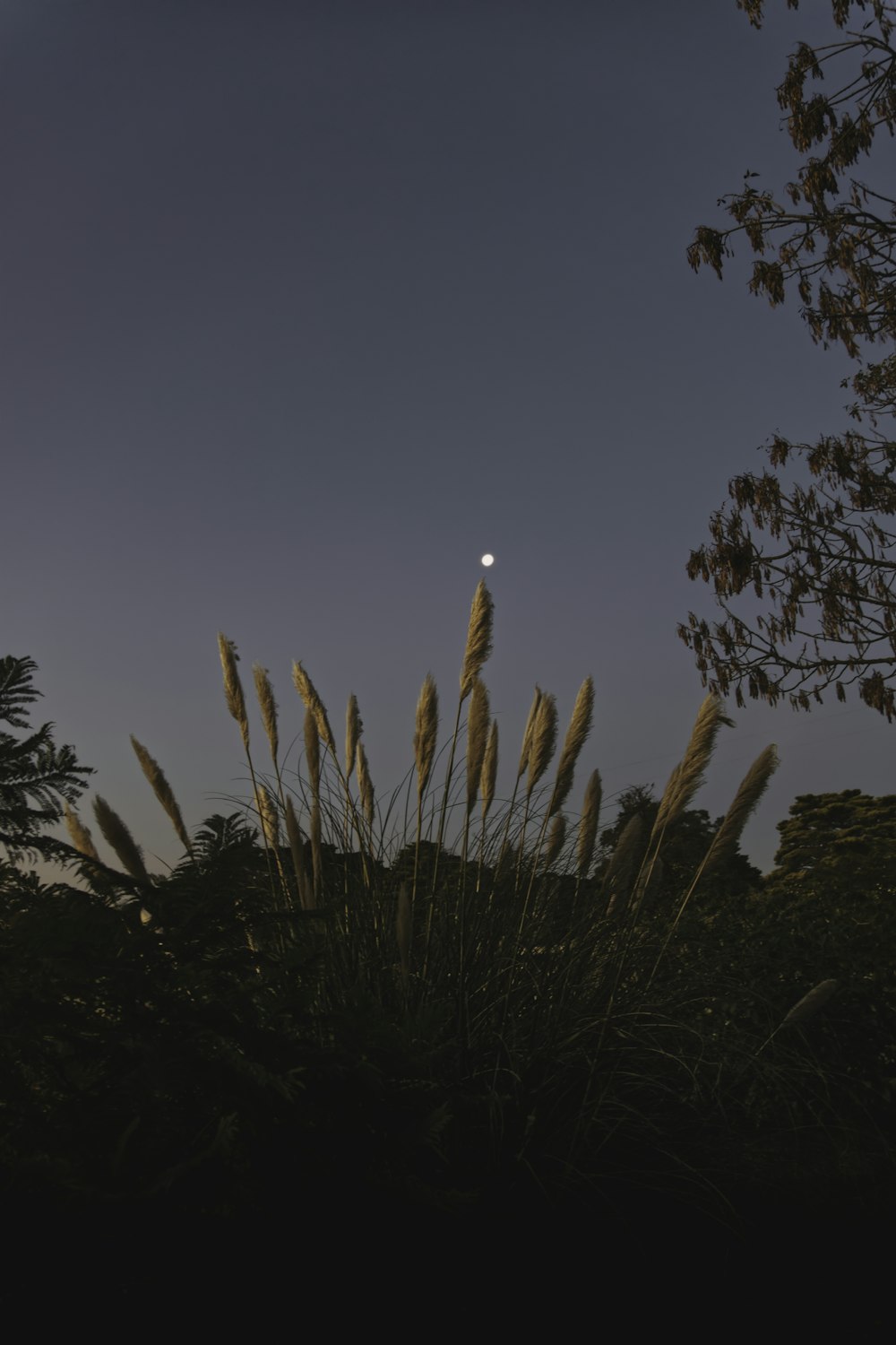 brown grass under blue sky during daytime