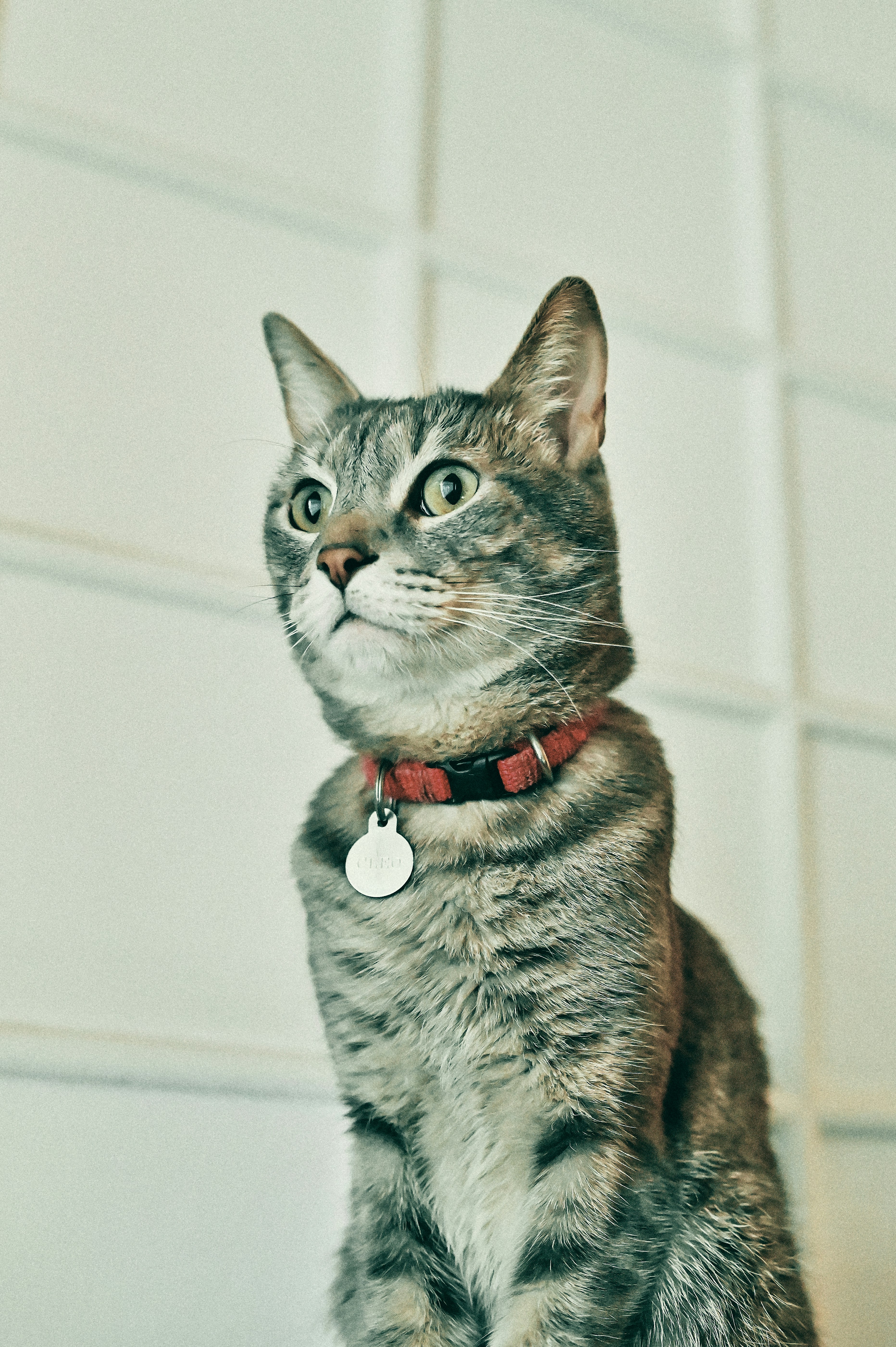 Gato atigrado plateado con collar rojo