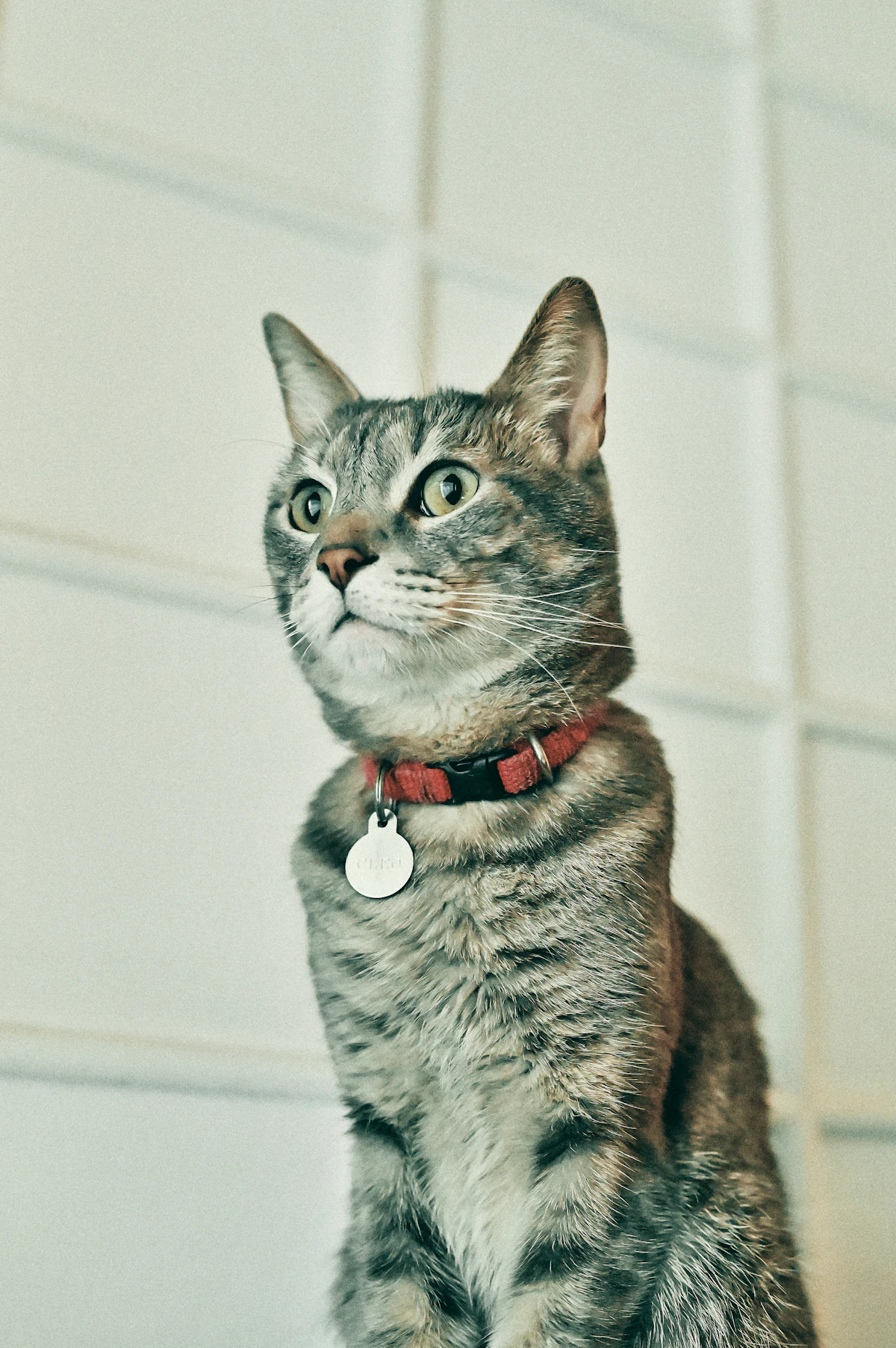 Gato atigrado plateado con collar rojo