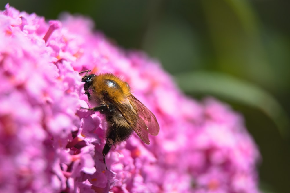 brown and black bee on pink flower