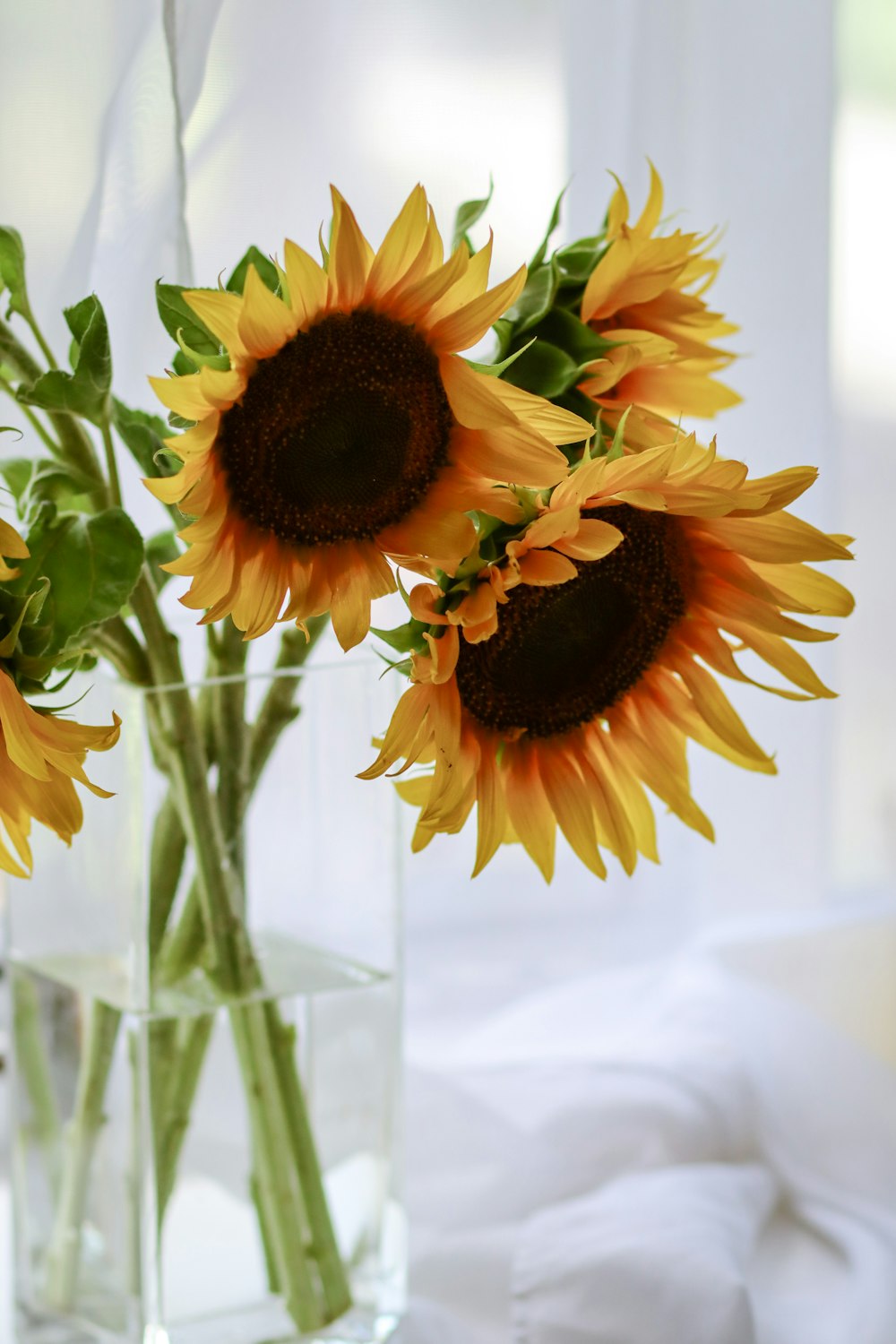 Sunflower In Clear Glass Vase Photo – Free Brown Image On Unsplash