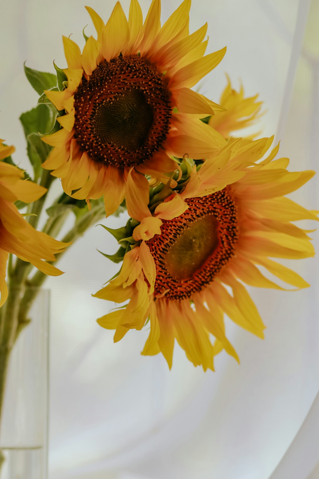 sunflower in close up photography