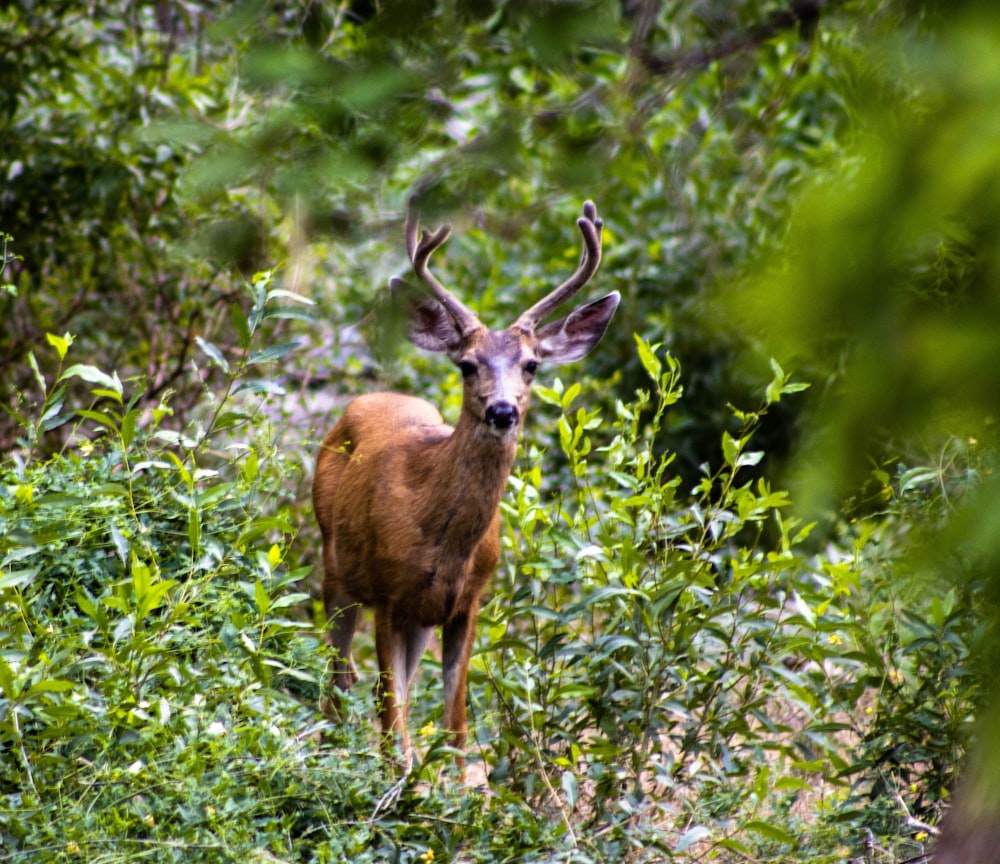 brown deer on green grass during daytime