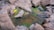 A natural rock formation surrounds a pool of water tinged with green algae. The rocky terrain consists of varying shades of brown and gray, with some of the rocks partially submerged. The pool reflects the surrounding rocks, and the green algae adds a vibrant contrast.