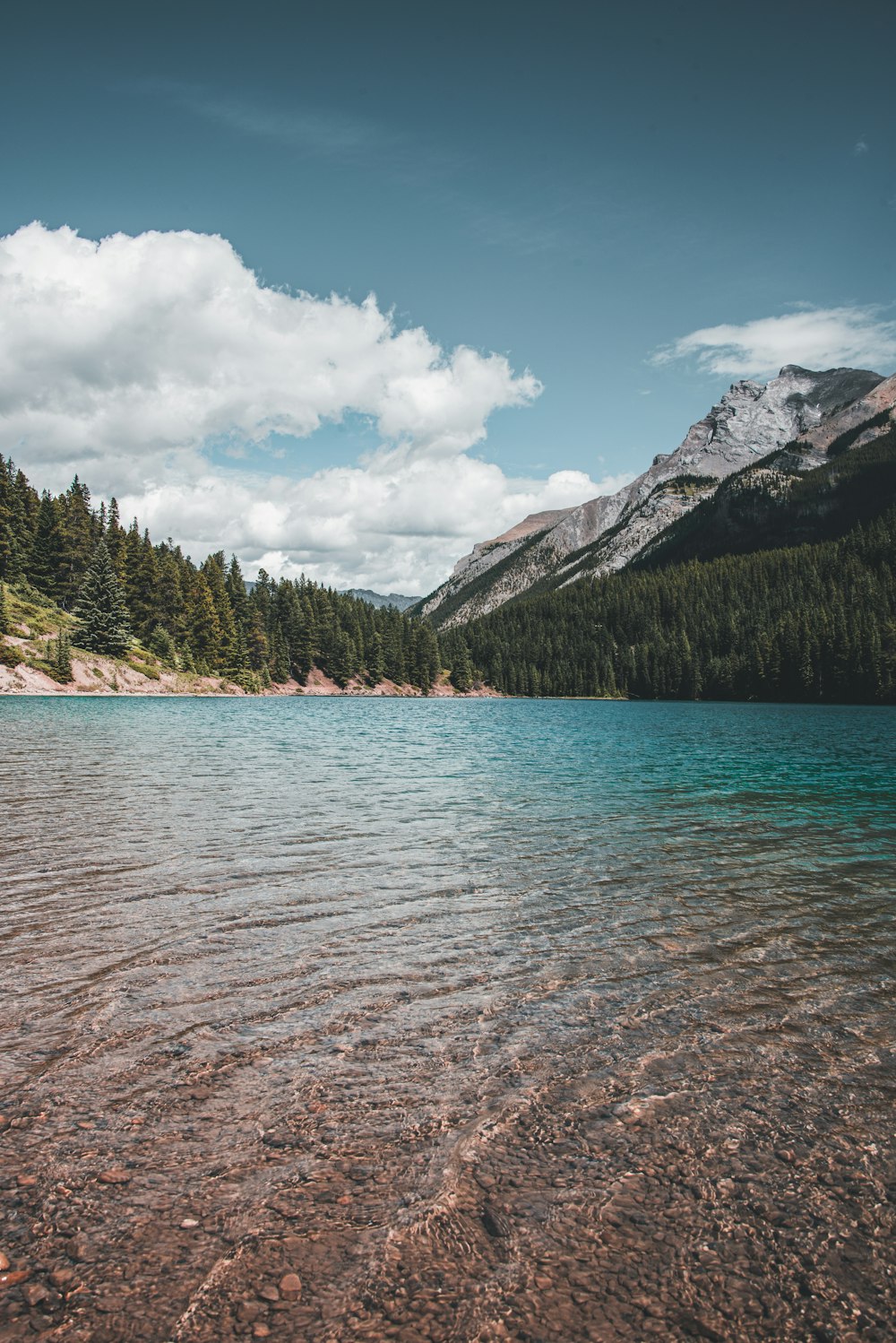 green trees near body of water during daytime