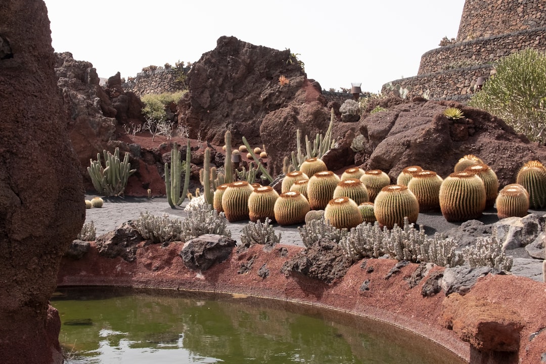 A cactus garden with different types of plants in Lanzarote, Canary Islands, Spain.