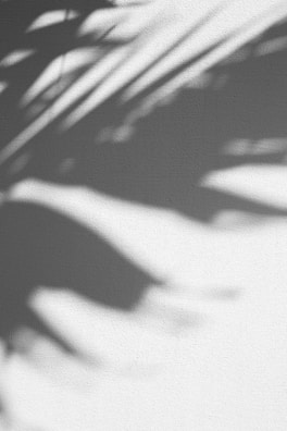 Soft shadows cast by leafy branches onto a white wall, evoking a serene atmosphere.