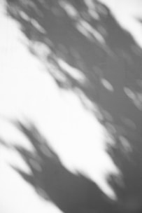 Soft and blurred shadows are cast on a white surface, creating a pattern of dark and light contrasts. The shapes suggest an abstract or organic form, possibly resembling tree branches or foliage in the wind.