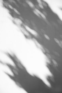Soft and blurred shadows are cast on a white surface, creating a pattern of dark and light contrasts. The shapes suggest an abstract or organic form, possibly resembling tree branches or foliage in the wind.