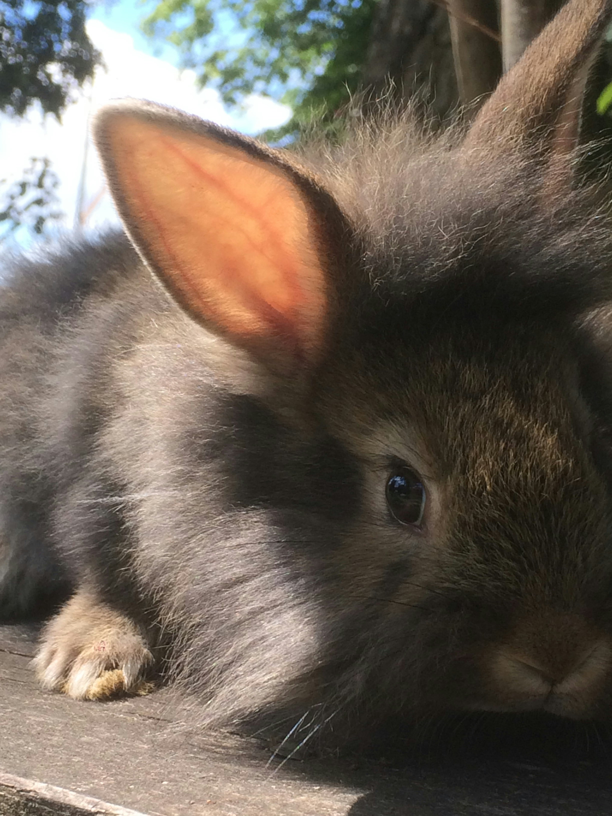 English Angora Kitten