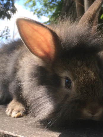 A close-up of a pristine New Zealand White rabbit nestled in soft hay, its fur gleaming under gentle sunlight.