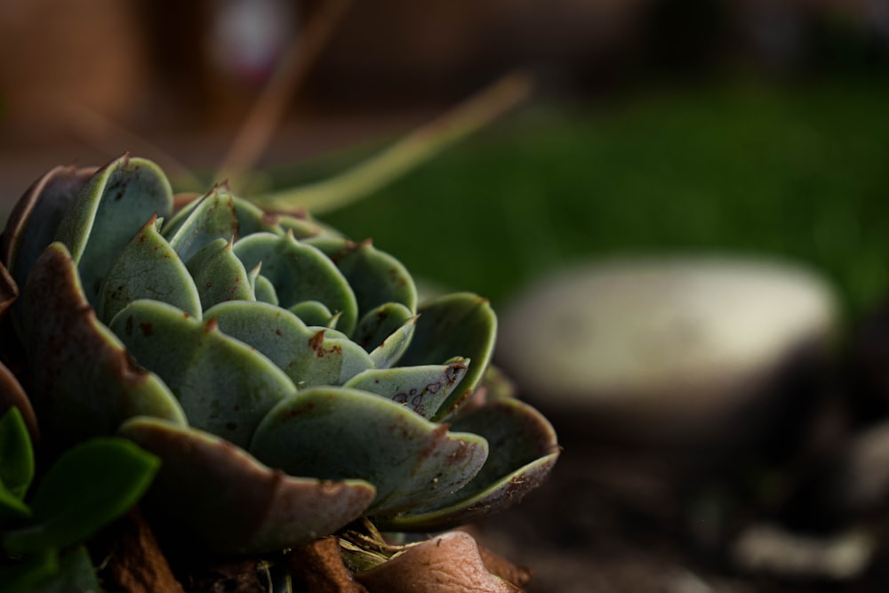 green plant in macro shot