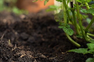 Зелено растение, покълващо в прясна кафява почва, показващо здравословен растеж в градината.