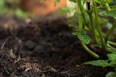 Зелено растение, покълващо в прясна кафява почва, показващо здравословен растеж в градината.