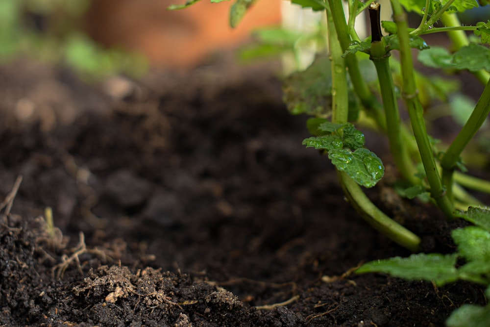 green plant on brown soil