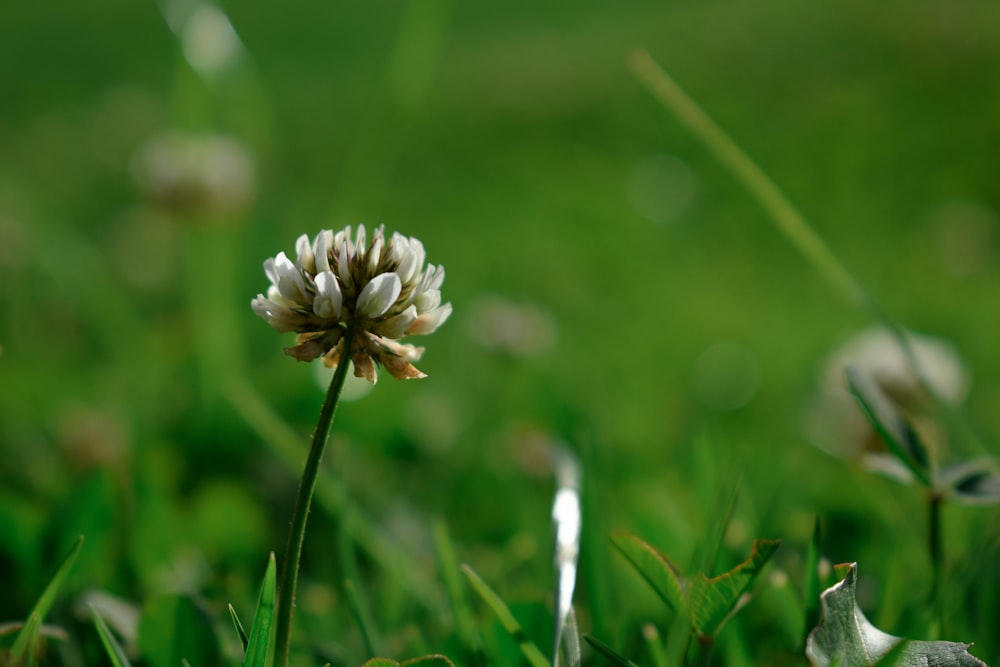 white flower on green grass during daytime