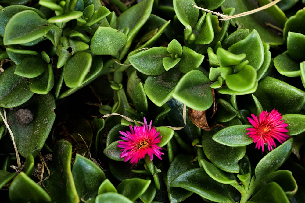 purple flower with green leaves