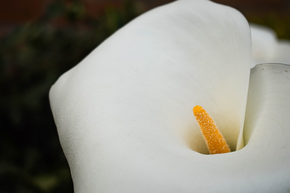 white and yellow flower in close up photography