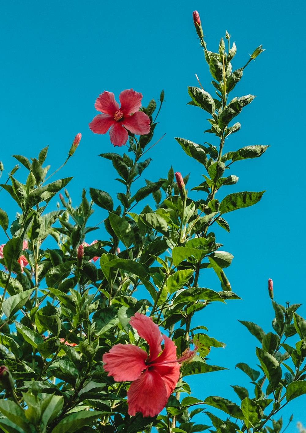 pink flower with green leaves under blue sky during daytime