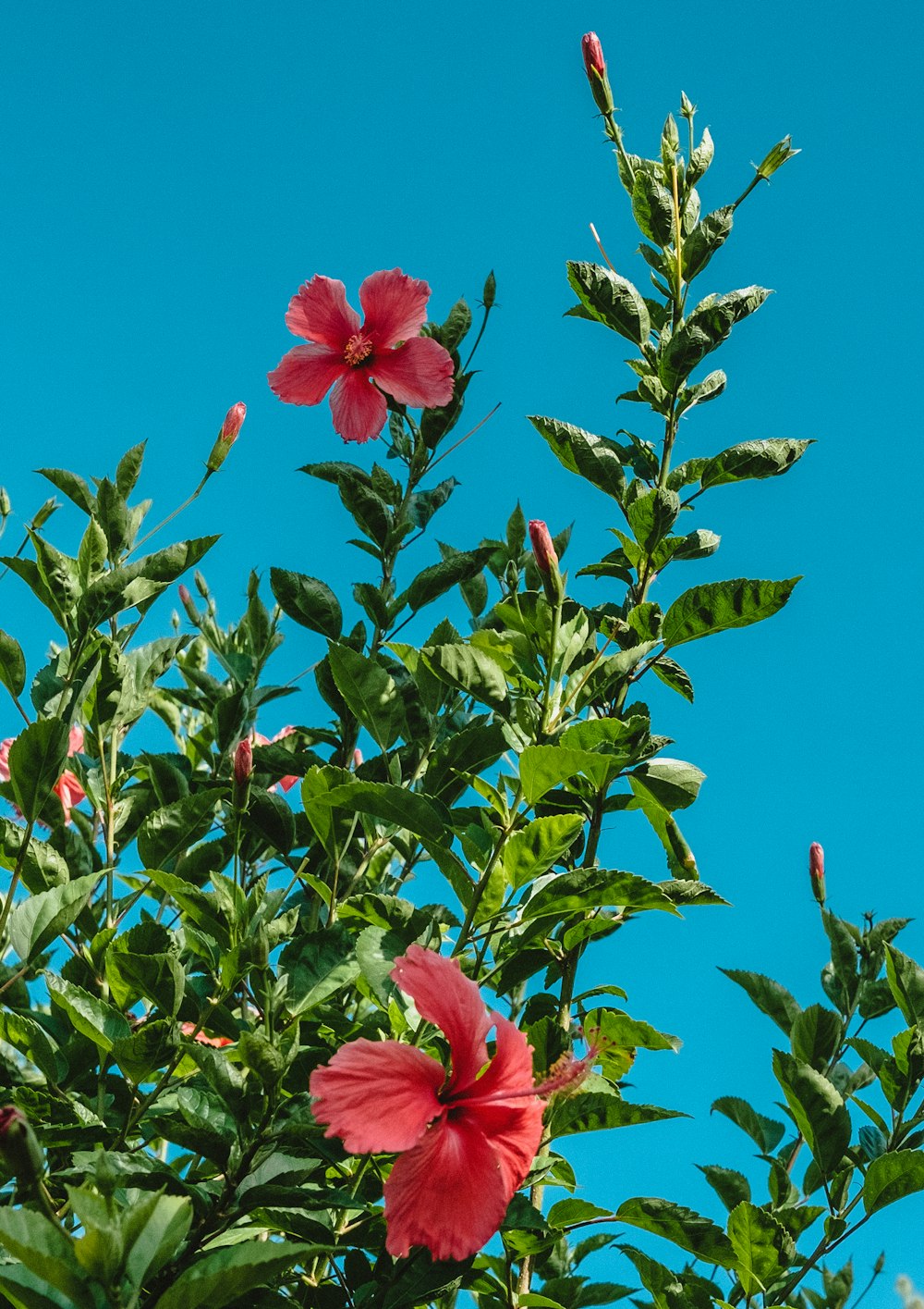 flor rosada con hojas verdes bajo el cielo azul durante el día