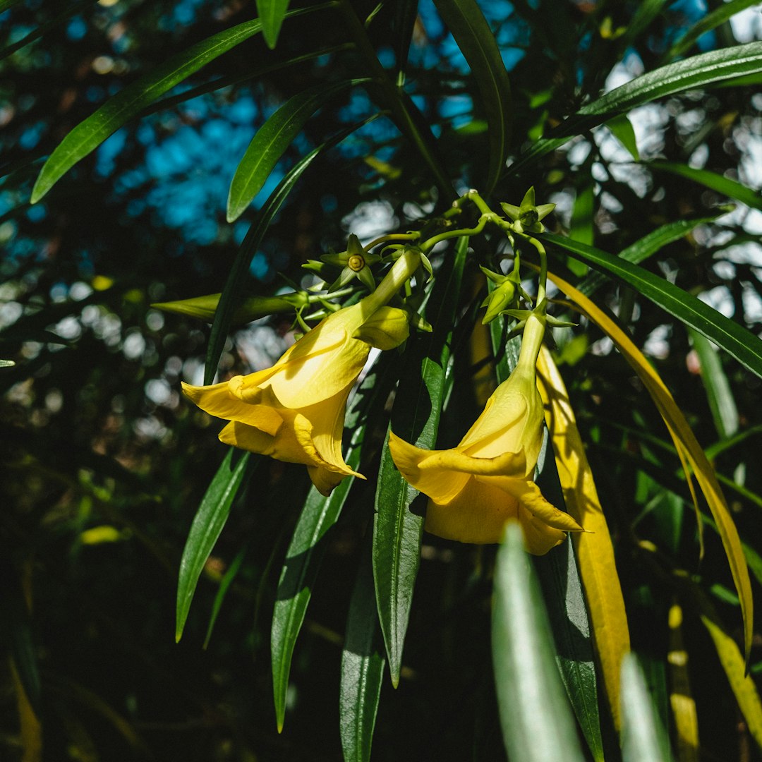 yellow flower with green leaves