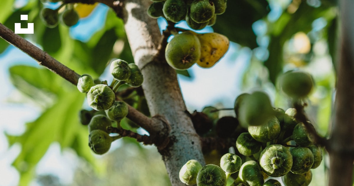 Fruits ronds verts sur une branche d’arbre brune pendant la journée ...