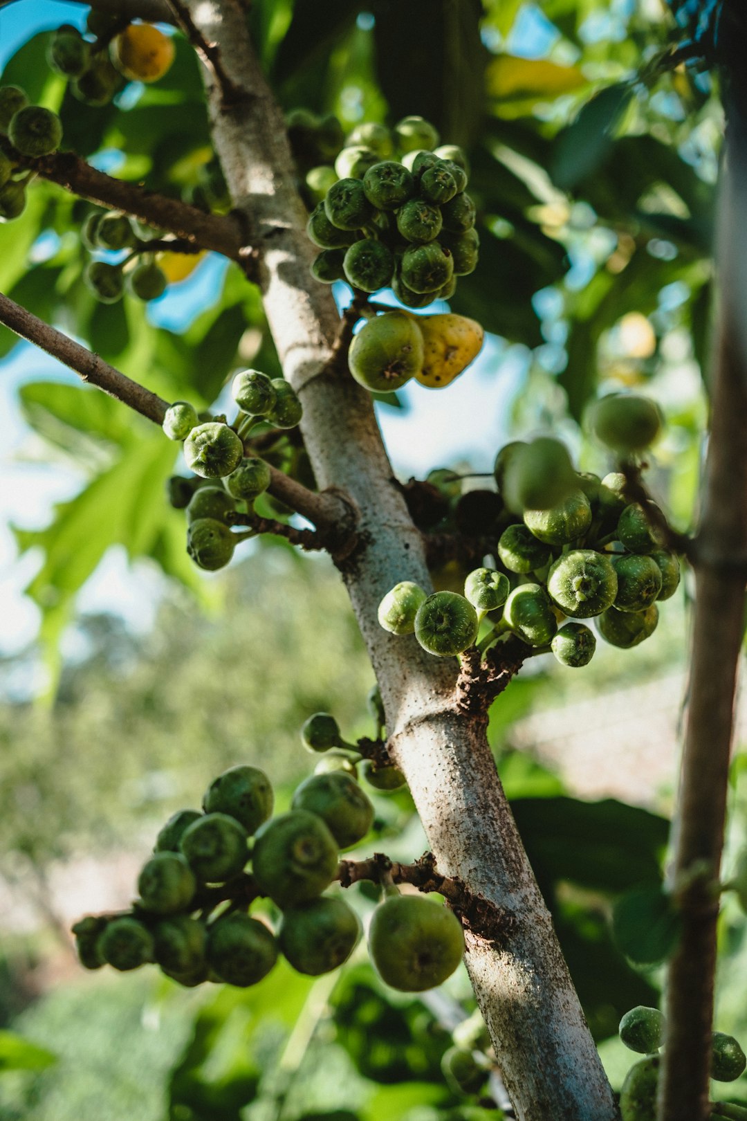 green round fruits on brown tree branch during daytime