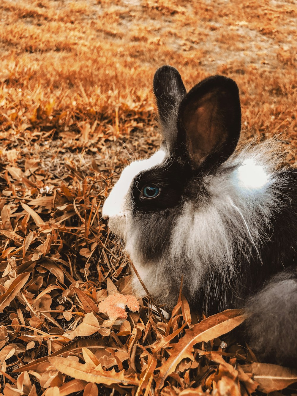 white and black rabbit on brown dried leaves