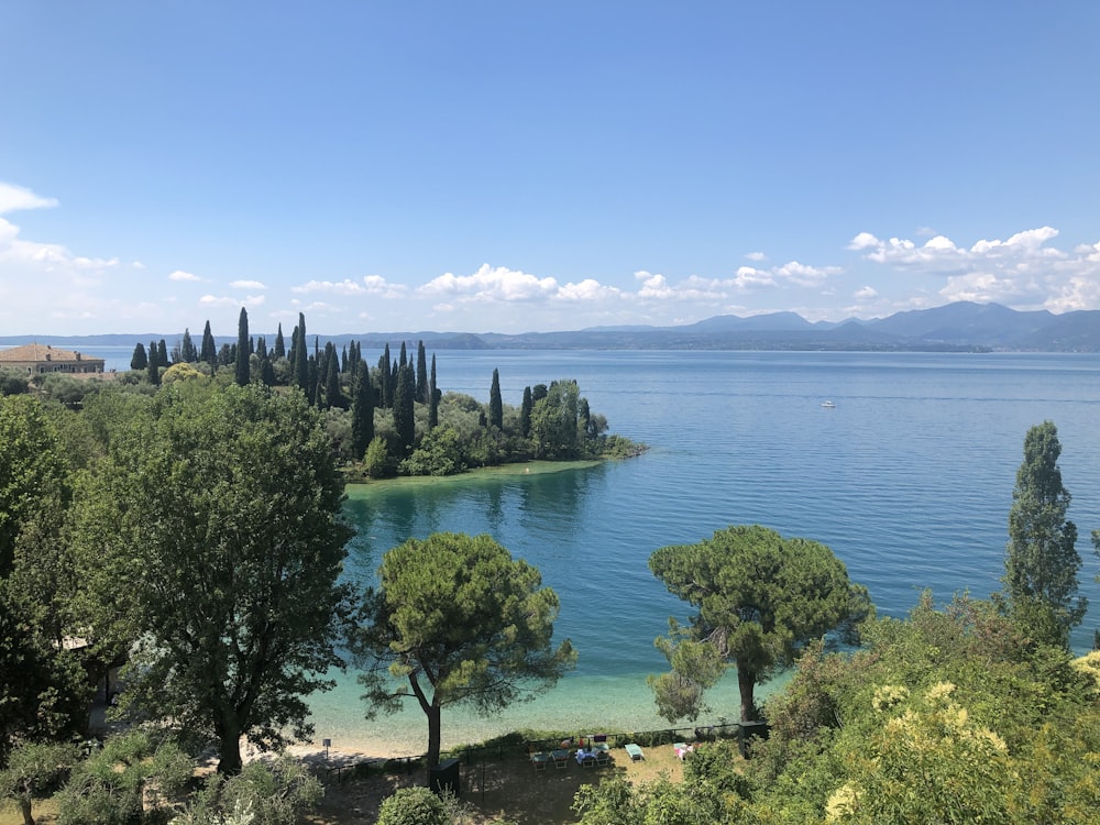 alberi verdi vicino allo specchio d'acqua durante il giorno