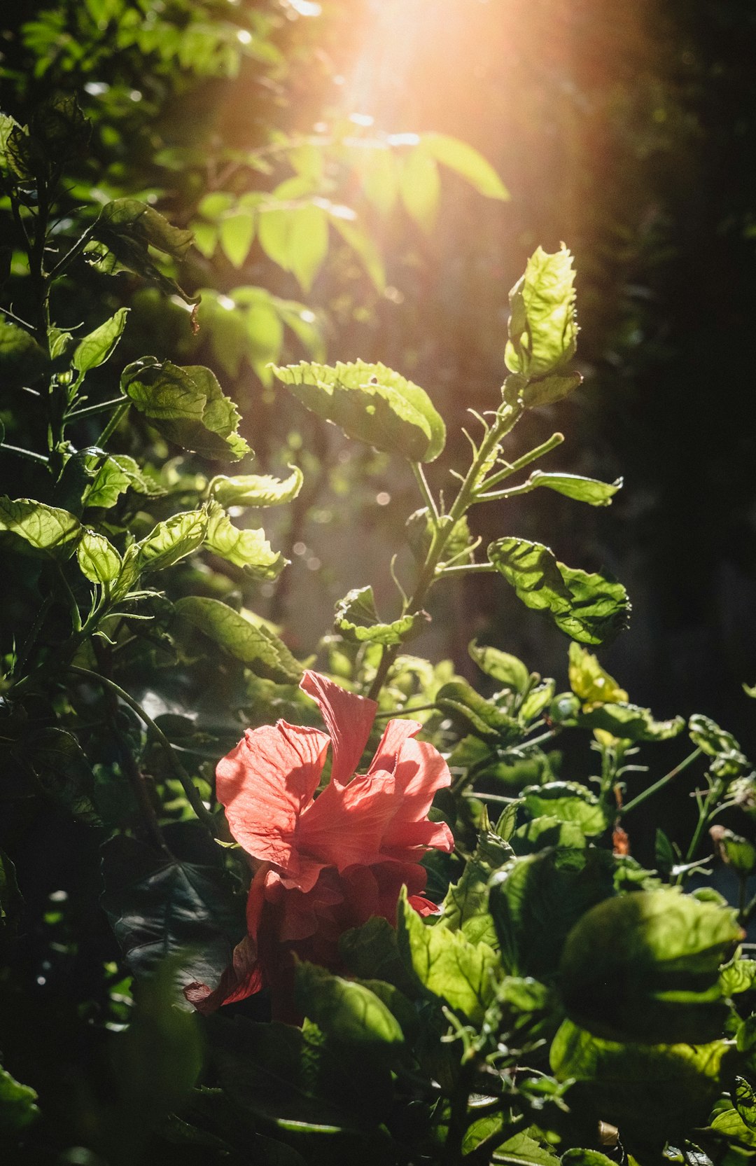 red rose in bloom during daytime