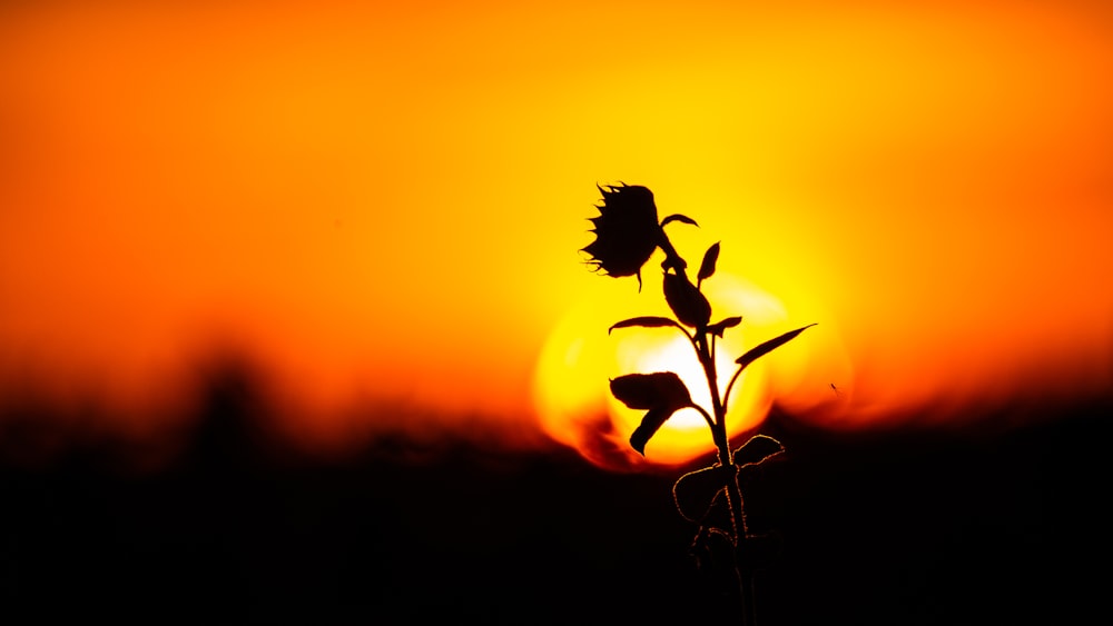 夕暮れ時の花のシルエット