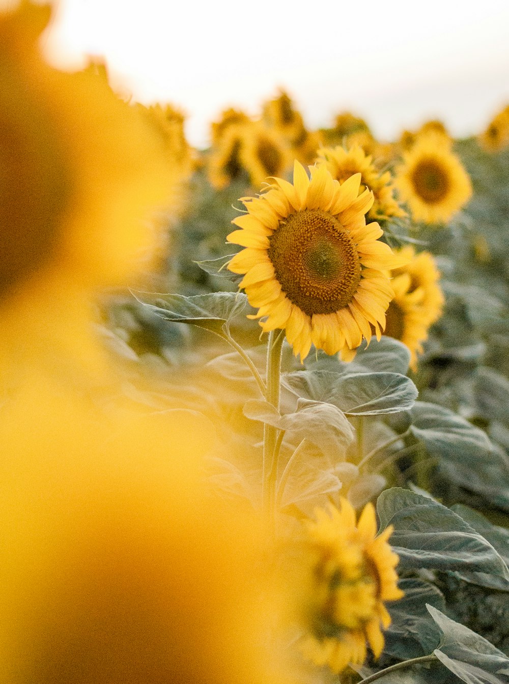 yellow sunflower in close up photography