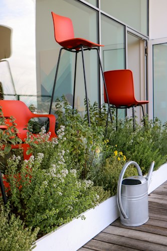 A small urban balcony garden with potted herbs and vegetables in bright afternoon sun