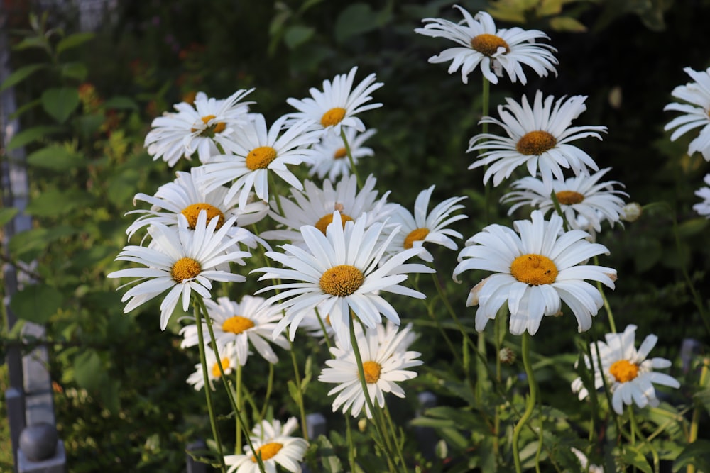 fiori di margherita bianchi e gialli