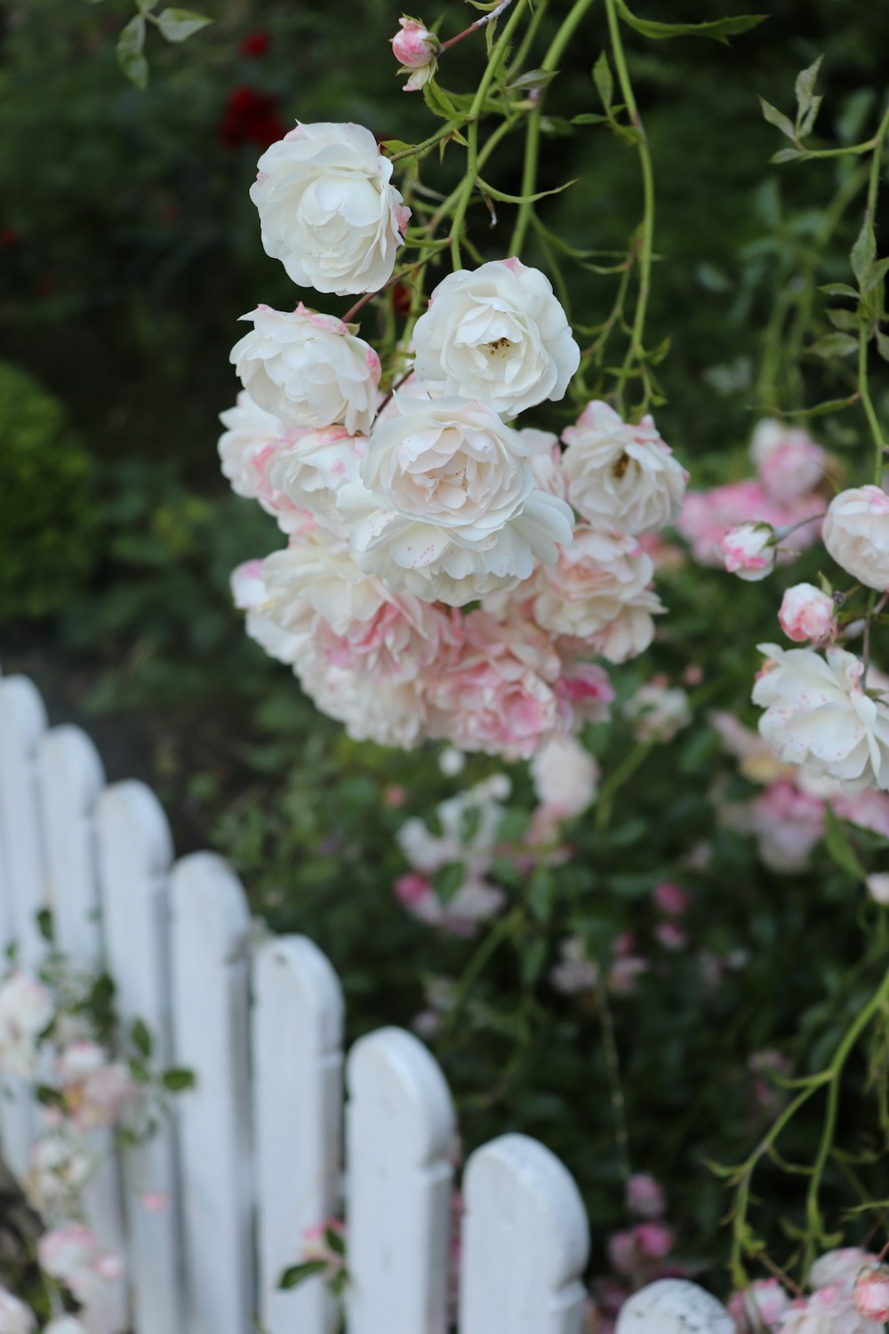 white and pink flowers during daytime