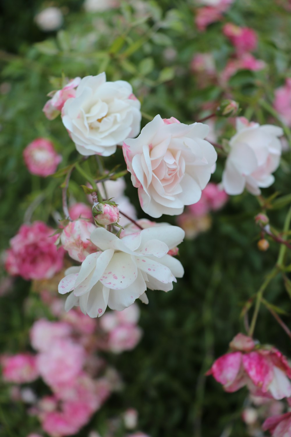 flores brancas e cor-de-rosa na lente tilt shift